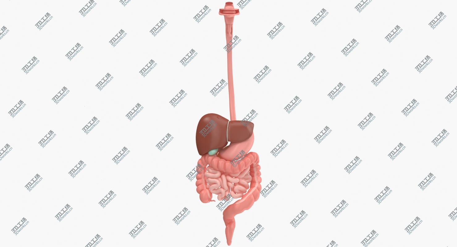 images/goods_img/2021040233/Digestive System/3.jpg